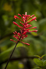 Odontonema cuspidatum