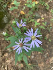 Symphyotrichum retroflexum