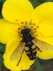 Helophilus obscurus