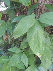 Syngonium podophyllum
