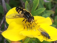 Helophilus obscurus