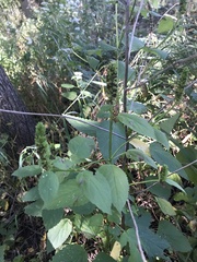 Agastache nepetoides