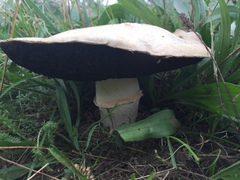 Agaricus bernardii
