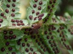 Polystichum andersonii