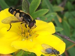 Helophilus obscurus