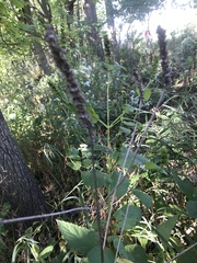 Agastache nepetoides