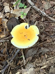 Russula flavida