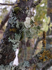 Ramalina sinensis