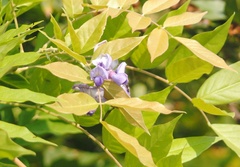Wisteria