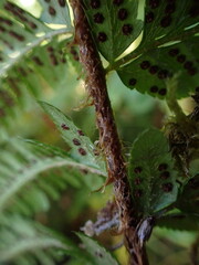 Polystichum andersonii