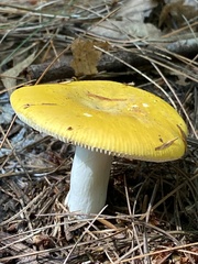 Russula claroflava