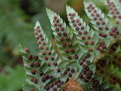 Polystichum andersonii