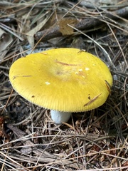 Russula claroflava