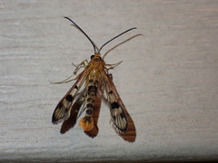 Synanthedon acerni