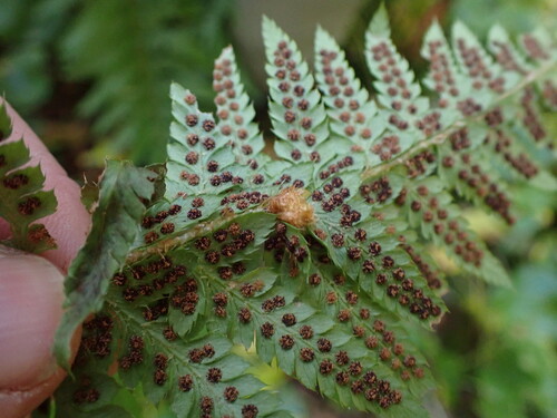 Image of Polystichum andersonii by no rights reserved