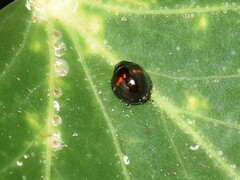 Chilocorus bipustulatus