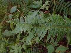 Polystichum andersonii