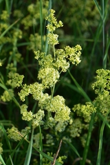 Galium × pomeranicum