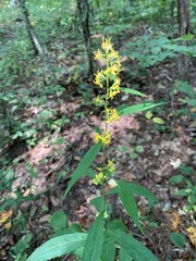 Solidago curtisii