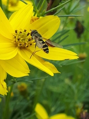 Syrphus