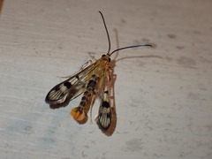 Synanthedon acerni