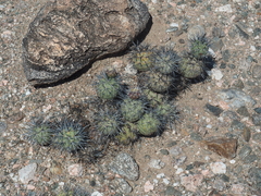 Tephrocactus alexanderi