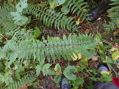 Polystichum andersonii