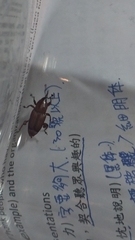 Odoiporus longicollis