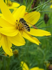 Syrphus