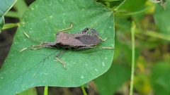 Acanthocephala terminalis