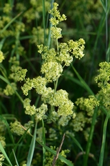Galium × pomeranicum