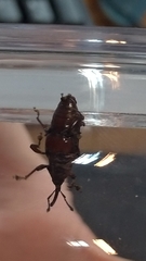 Odoiporus longicollis