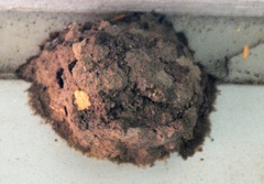 Petrochelidon pyrrhonota