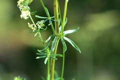 Galium × pomeranicum