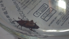 Odoiporus longicollis