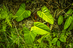 Philodendron erubescens
