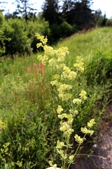 Galium × pomeranicum