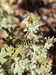 Chrysotoxum