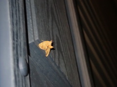 Eulithis diversilineata