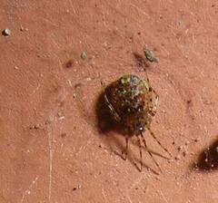 Theridion varians