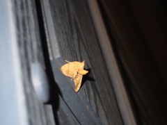 Eulithis diversilineata