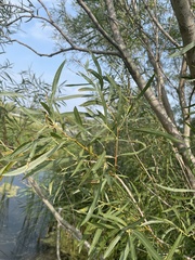 Salix interior