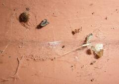 Theridion varians