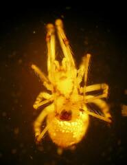 Theridion varians