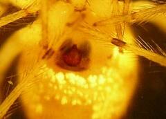Theridion varians