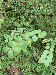 Celtis tenuifolia