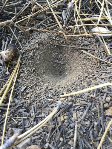 iNaturalist observation photo of Antlions and Owlflies