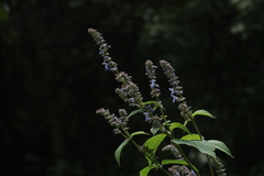 Salvia polystachia