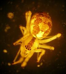 Theridion varians