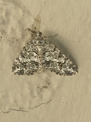 Macaria graphidaria